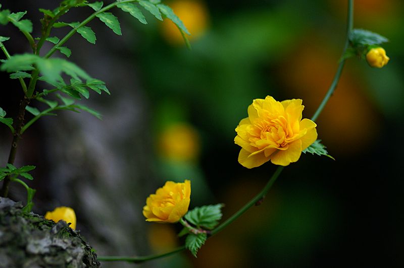 难得一见的极品美景 - 风的模样 - 风的模样的博客