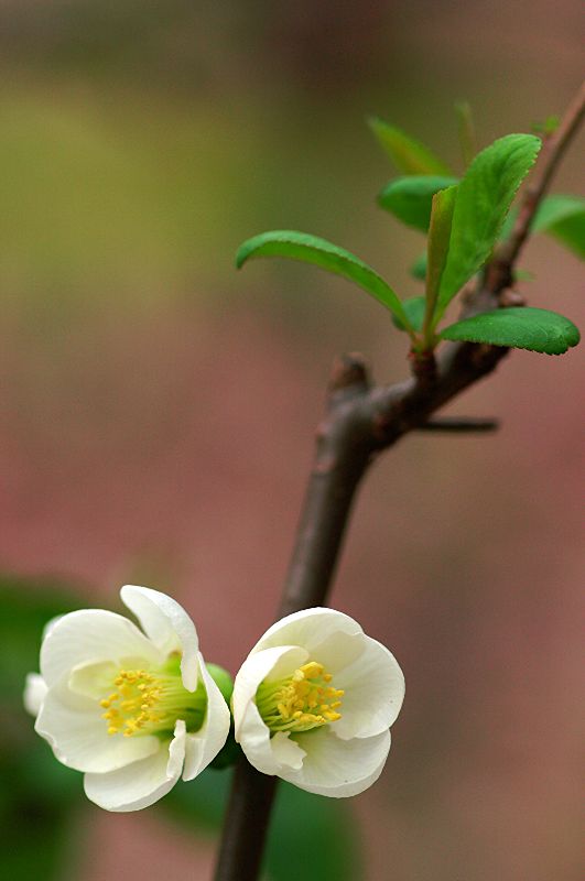 难得一见的极品美景 - 风的模样 - 风的模样的博客