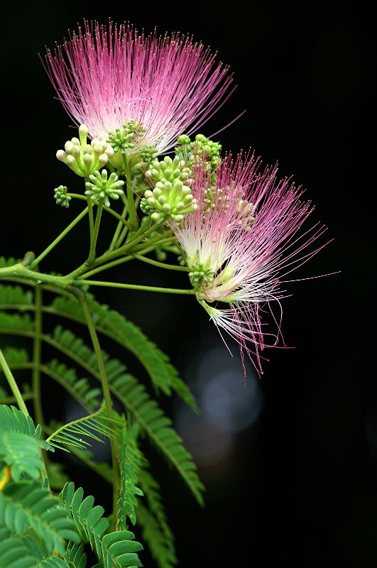 难得一见的极品美景 - 风的模样 - 风的模样的博客