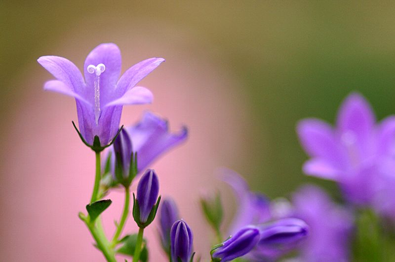 难得一见的极品美景 - 风的模样 - 风的模样的博客