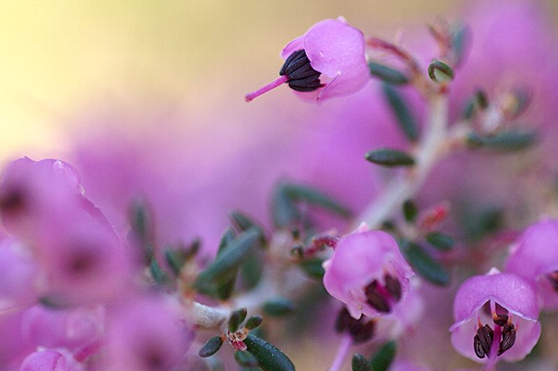 难得一见的极品美景 - 风的模样 - 风的模样的博客