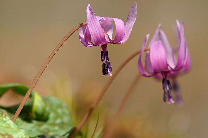 难得一见的极品美景 - 风的模样 - 风的模样的博客
